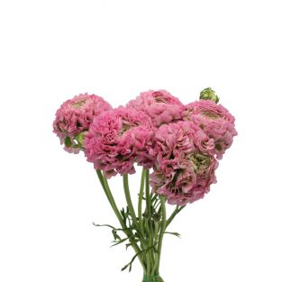 Ranunculus Pon Pon Curly Pink - Italy
