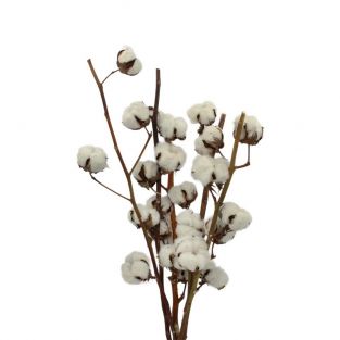 Dried Cotton White - Israel