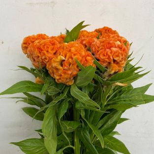 Celosia Cristata Orange - Taiwan