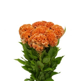 Celosia Cristata Orange - Taiwan