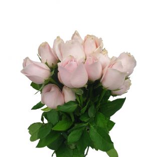 Rose Light Light Pink Sweet Avalanche - India