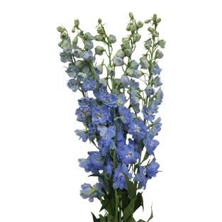 Delphinium Light Blue - Kenya