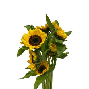 Sunflower (B) 10 stalks - Malaysia