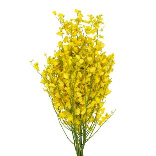 Orchid Oncidium Golden Ramsey Yellow Lip - Taiwan