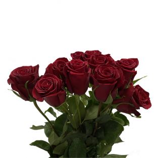 Rose Red - Ecuador