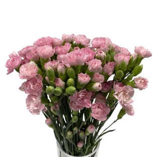 Carnation Spray Pink - China