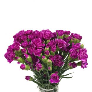 Carnation Spray Purple - China