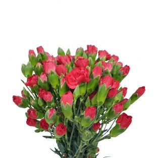 Carnation Spray Red - China
