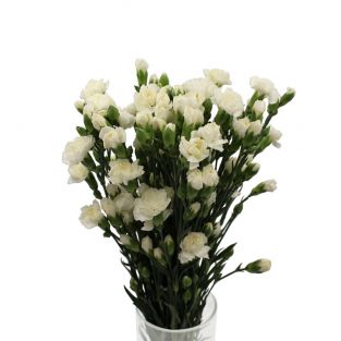 Carnation Spray White - China