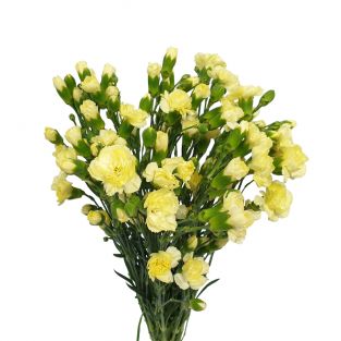 Carnation Spray Yellow - China