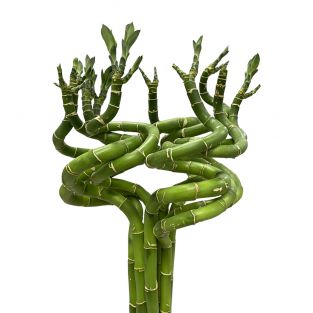 Lucky Curly Bamboo 40cm - Indonesia