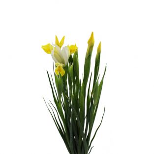 Iris Yellow - Holland