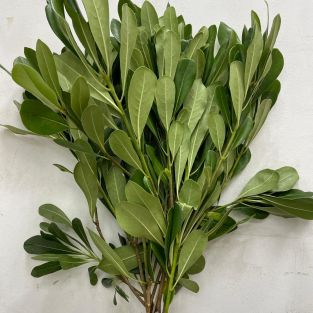 Pittosporum Tobiria green - Italy