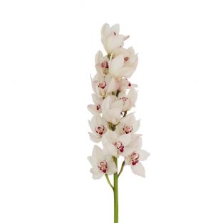 Cymbidium Orchid Standard White X8 - New Zealand