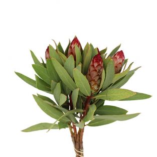 Protea Robyn - South Africa