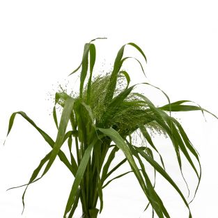Grasses Ornamental Panicum - Holland