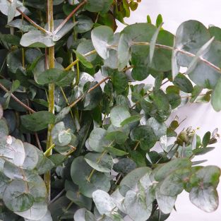 Eucalyptus Cinerea - China