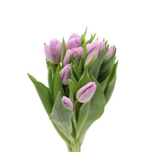 Tulip Light Purple - Holland