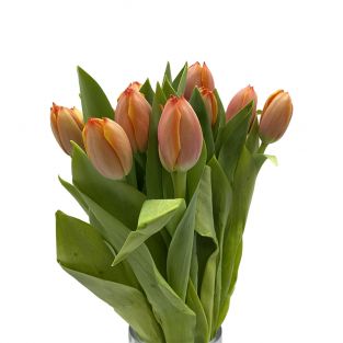 Tulip Orange - Holland