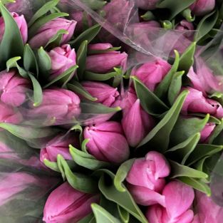 Tulip ANY Pink - Holland