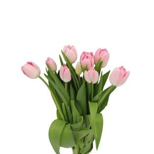 Tulip ANY Light Pinks - Holland