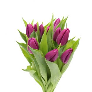 Tulip Purple - Holland