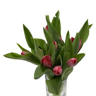 Tulip Red - Holland