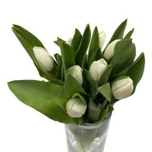 Tulip White - Holland
