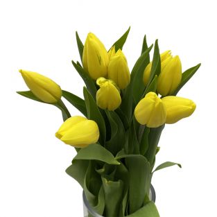 Tulip Yellow - Holland