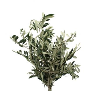 Olives Leaf - Italy