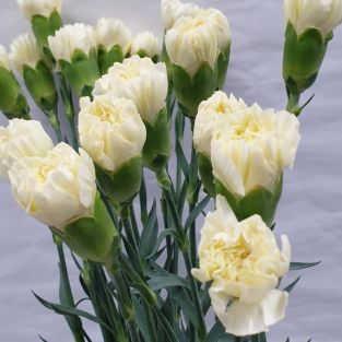 Carnation Cream White - Vietnam