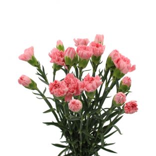 Carnation Pink - Vietnam