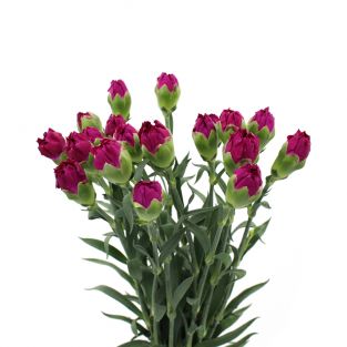 Carnation Purple - Vietnam