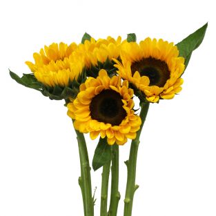Sunflower - China