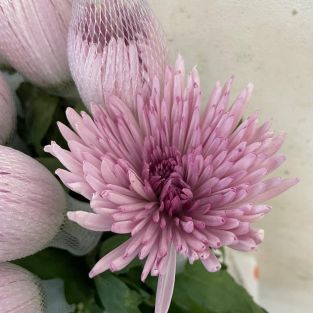 Chrysanthemum Net Anastasia Pink - Vietnam