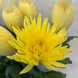 Chrysanthemum Net Anastasia Sunny Yellow - Vietnam