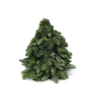 Tabletop Live Christmas Tree 30cm - Holland