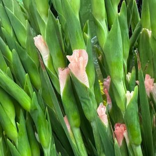 Gladiolus Pink - Taiwan