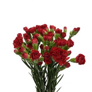 Carnation Spray Red - Vietnam