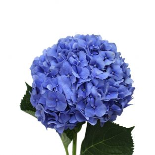 Hydrangea Dark Blue - Holland
