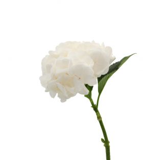 Hydrangea White - Holland