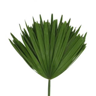 Rhapis Palm Fan Leaf Green - Malaysia