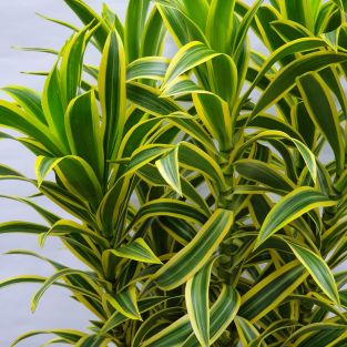 Dracaena Song of India Two Tone L - Malaysia