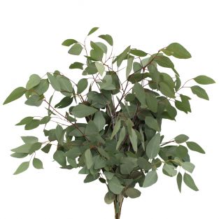 Eucalyptus Populus - Italy