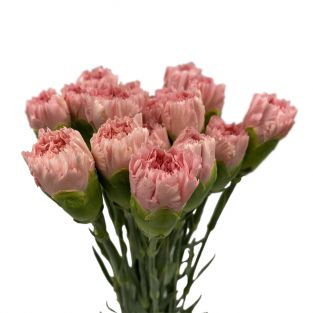 Carnation ANY Pink - China