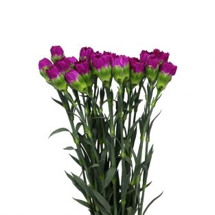 Carnation Purple - China