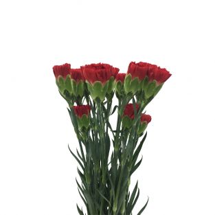 Carnation Red - China