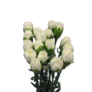 Carnation White - China