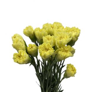 Carnation Yellow - China