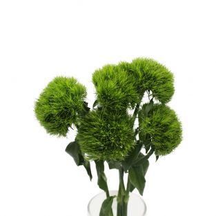 Dianthus Green Trick - Vietnam
